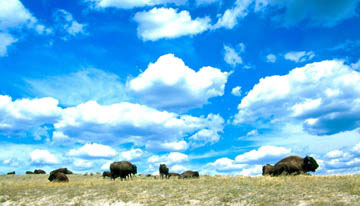 bison